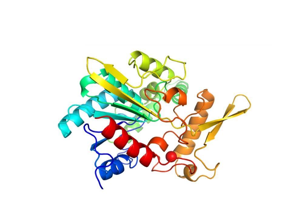 リパーゼ(LIPASE)